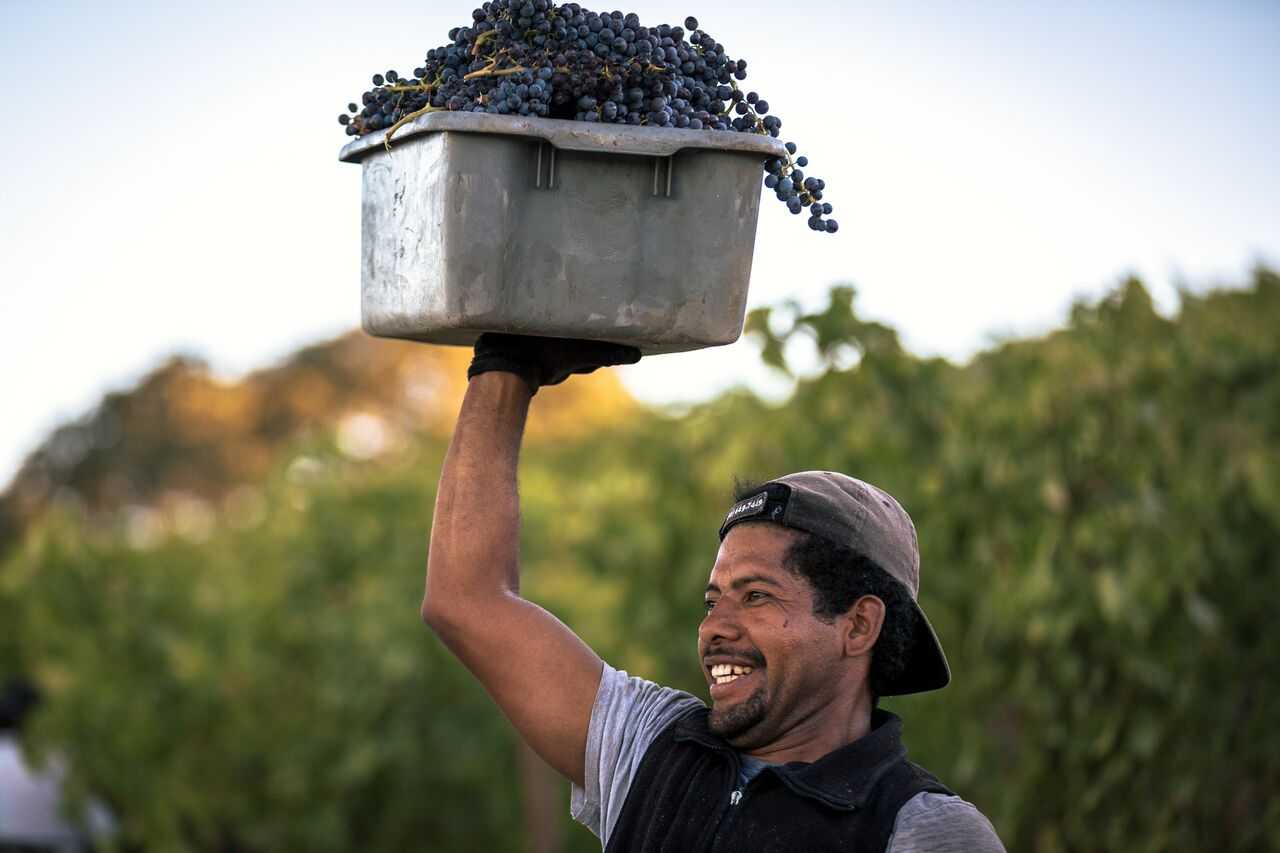harvest worker holding bin of grapes overhead and smiling