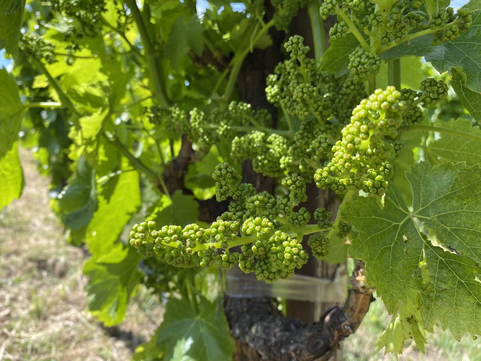 An image of green grape flower clusters just prior to blossoming.