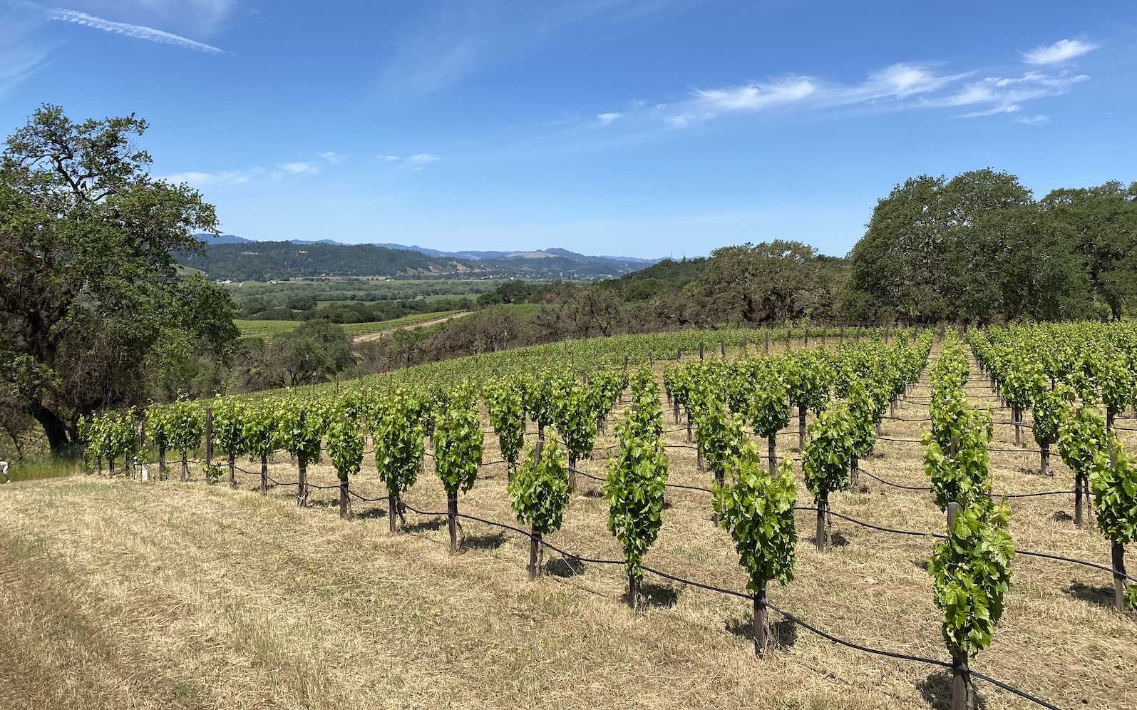 A photo of the vineyard on a sunny day.