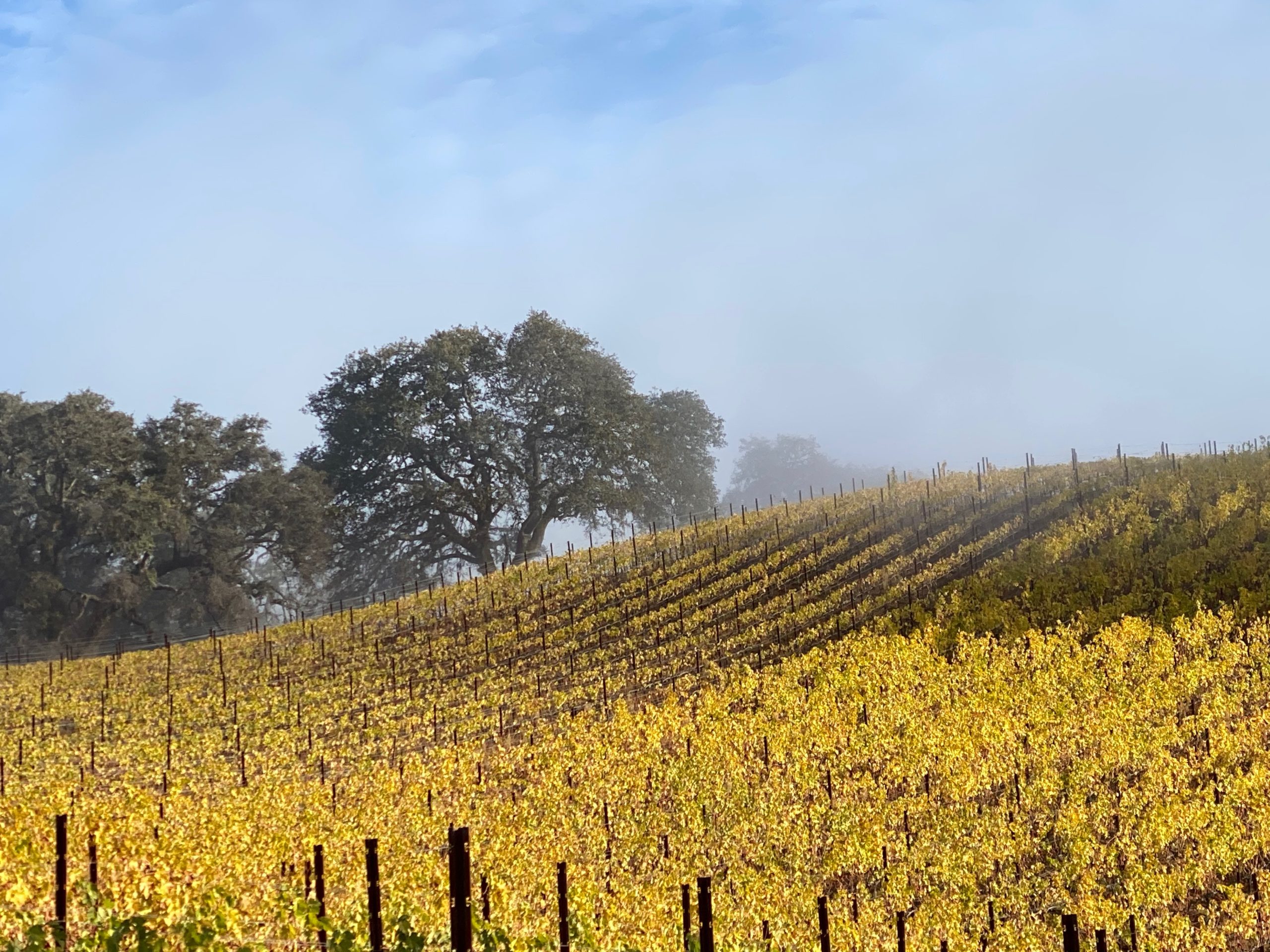 Sonoma vineyard in December