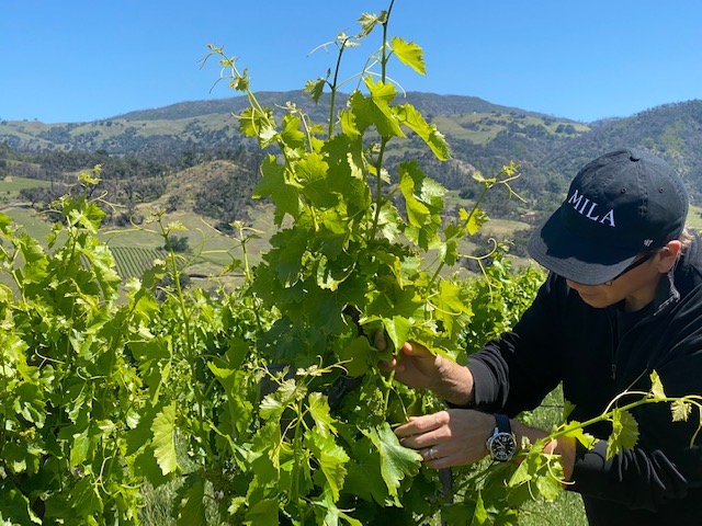 Michael inspecting vines