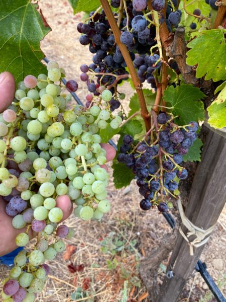 green and blue grape clusters on same vine